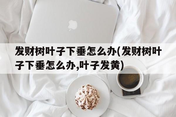 发财树叶子下垂怎么办(发财树叶子下垂怎么办,叶子发黄)