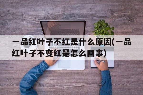 一品红叶子不红是什么原因(一品红叶子不变红是怎么回事)