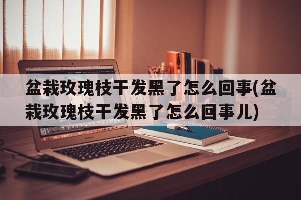 盆栽玫瑰枝干发黑了怎么回事(盆栽玫瑰枝干发黑了怎么回事儿)