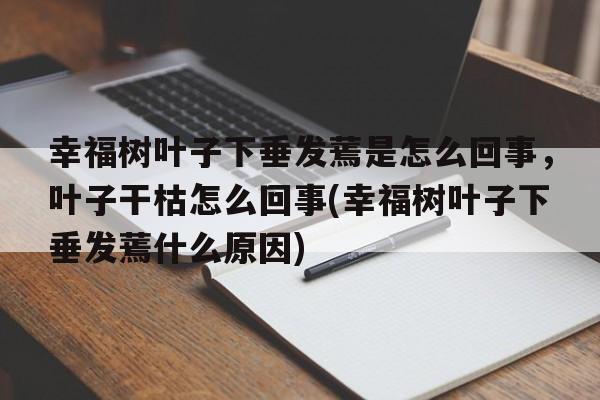 幸福树叶子下垂发蔫是怎么回事，叶子干枯怎么回事(幸福树叶子下垂发蔫什么原因)