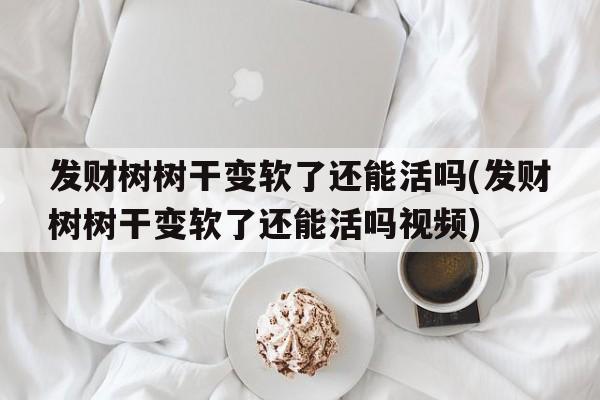 发财树树干变软了还能活吗(发财树树干变软了还能活吗视频)