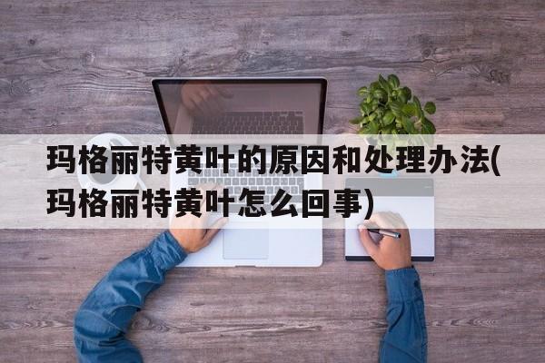 玛格丽特黄叶的原因和处理办法(玛格丽特黄叶怎么回事)