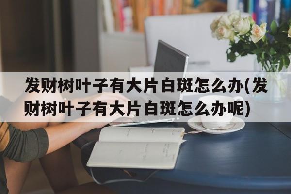 发财树叶子有大片白斑怎么办(发财树叶子有大片白斑怎么办呢)