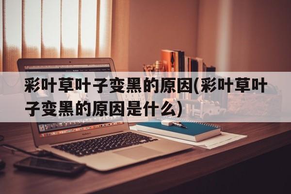 彩叶草叶子变黑的原因(彩叶草叶子变黑的原因是什么)