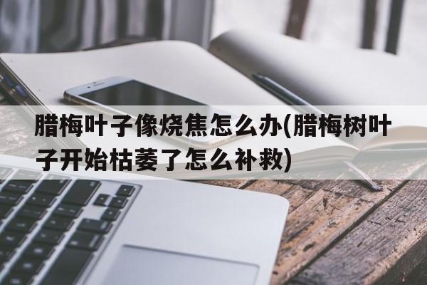 腊梅叶子像烧焦怎么办(腊梅树叶子开始枯萎了怎么补救)