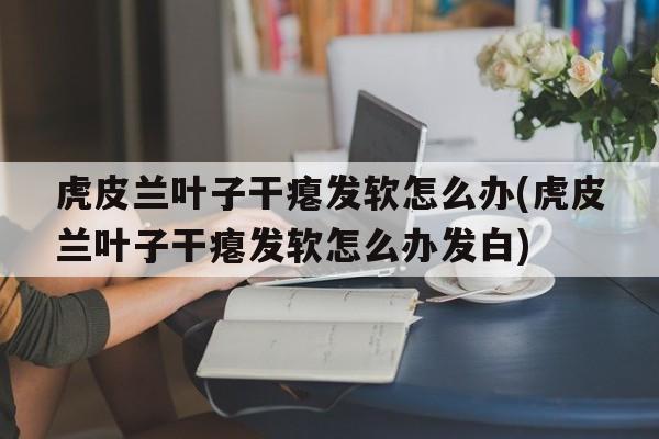 虎皮兰叶子干瘪发软怎么办(虎皮兰叶子干瘪发软怎么办发白)