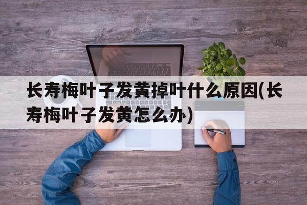 长寿梅叶子发黄掉叶什么原因(长寿梅叶子发黄怎么办)