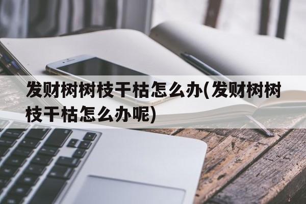 发财树树枝干枯怎么办(发财树树枝干枯怎么办呢)