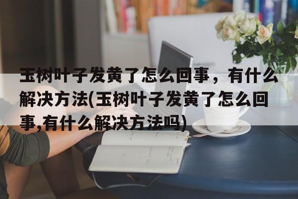 玉树叶子发黄了怎么回事，有什么解决方法(玉树叶子发黄了怎么回事,有什么解决方法吗)