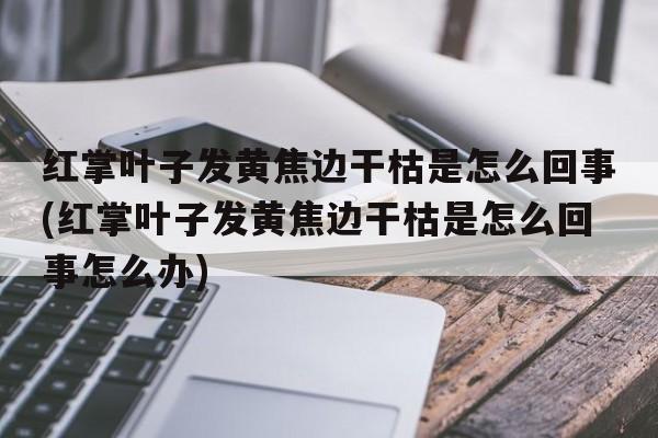 红掌叶子发黄焦边干枯是怎么回事(红掌叶子发黄焦边干枯是怎么回事怎么办)