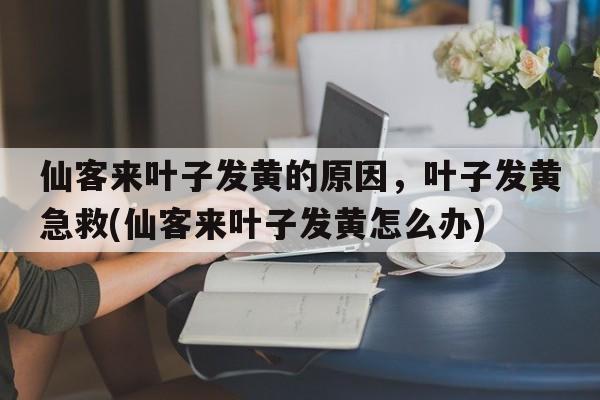 仙客来叶子发黄的原因，叶子发黄急救(仙客来叶子发黄怎么办)