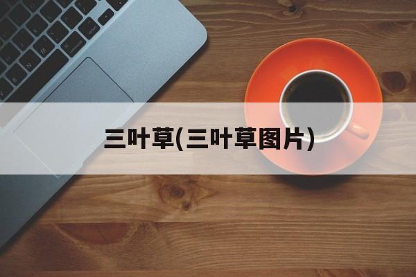 三叶草(三叶草图片)